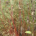 Salix x erythroflexuosa